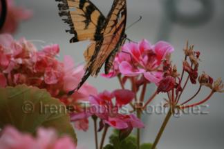 Tattered Butterfly - Photograph